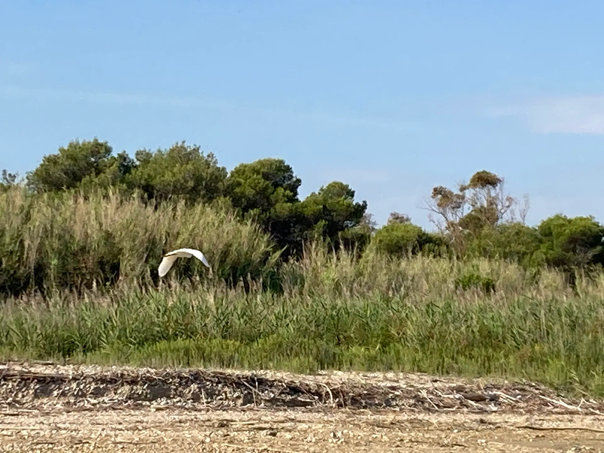 Una garzetta in volo sulla vegetazione alla foce del torrente Piomba.